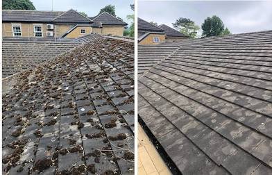 Roof cleaning