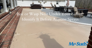 Wasp or Bee Nest Under Siding? What CT Homeowners Do Next